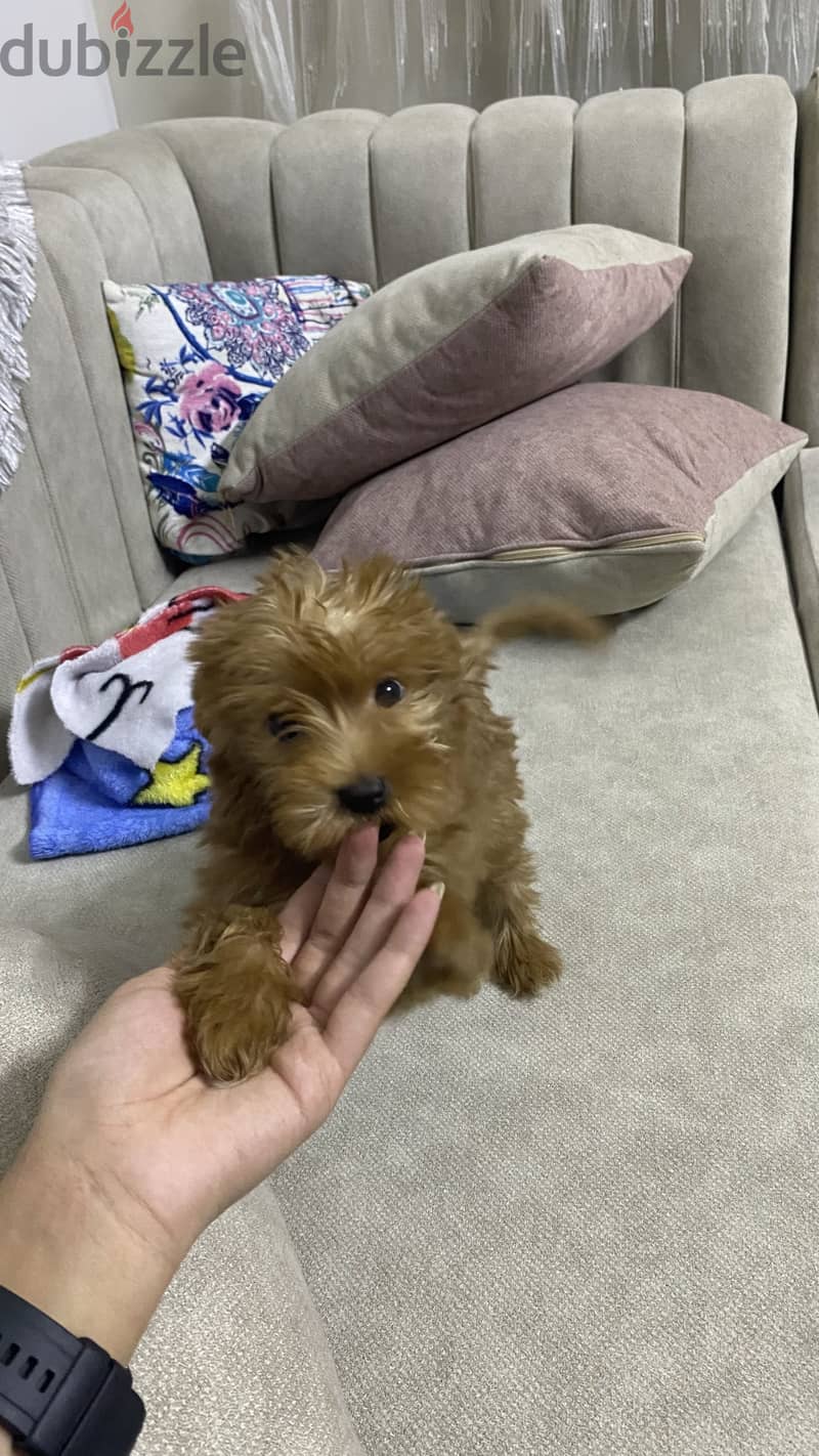 Maltipoo 8