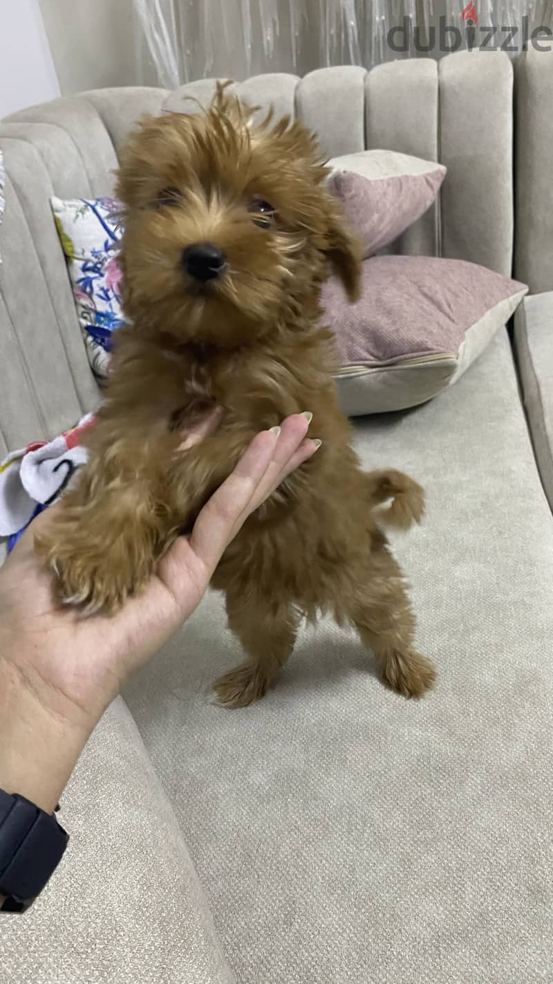 Maltipoo 9