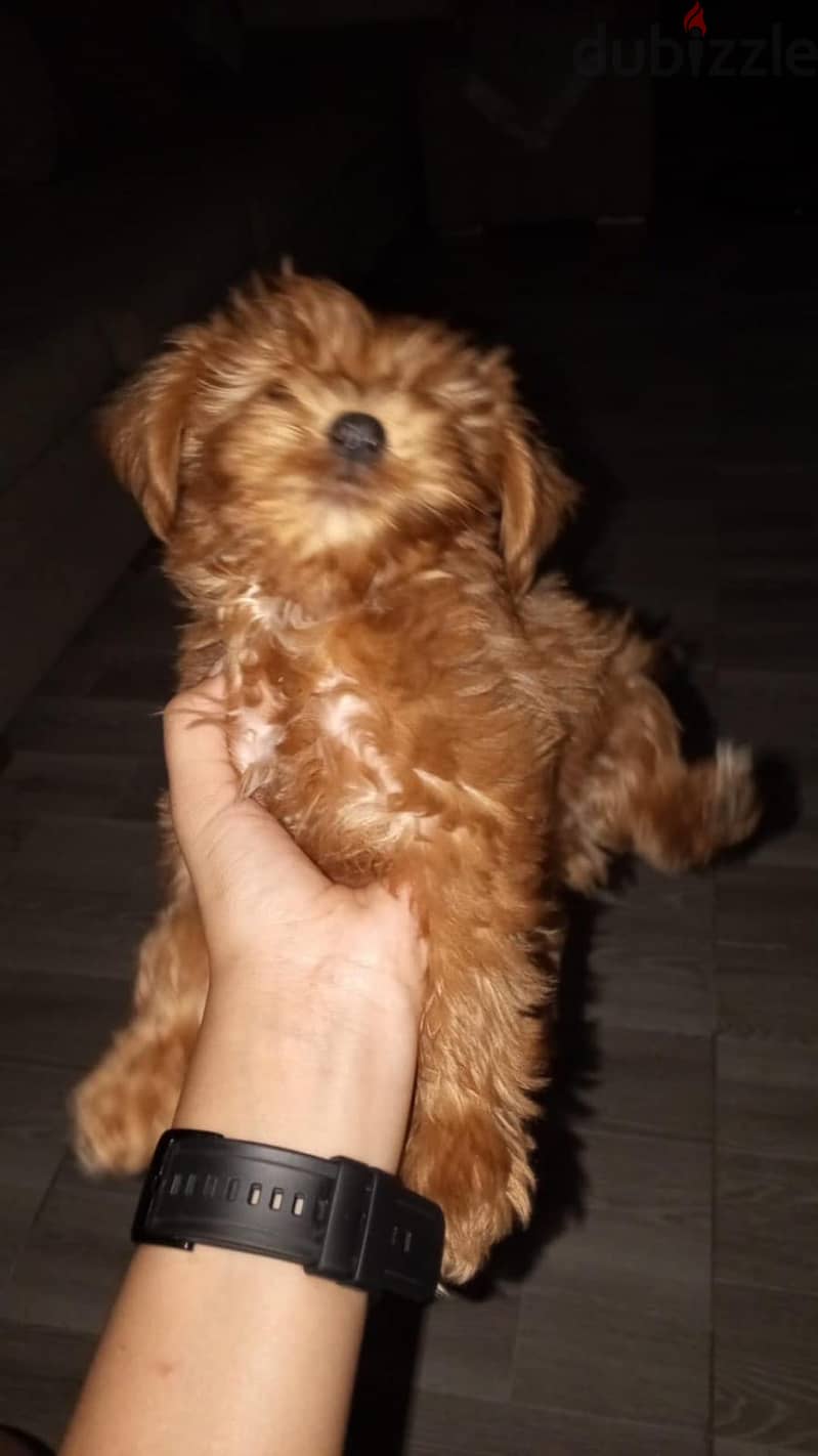 Maltipoo 10