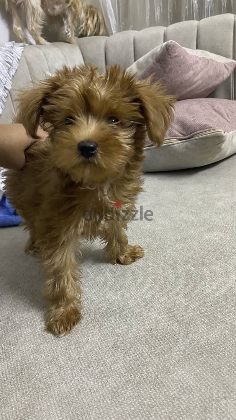 Maltipoo 11