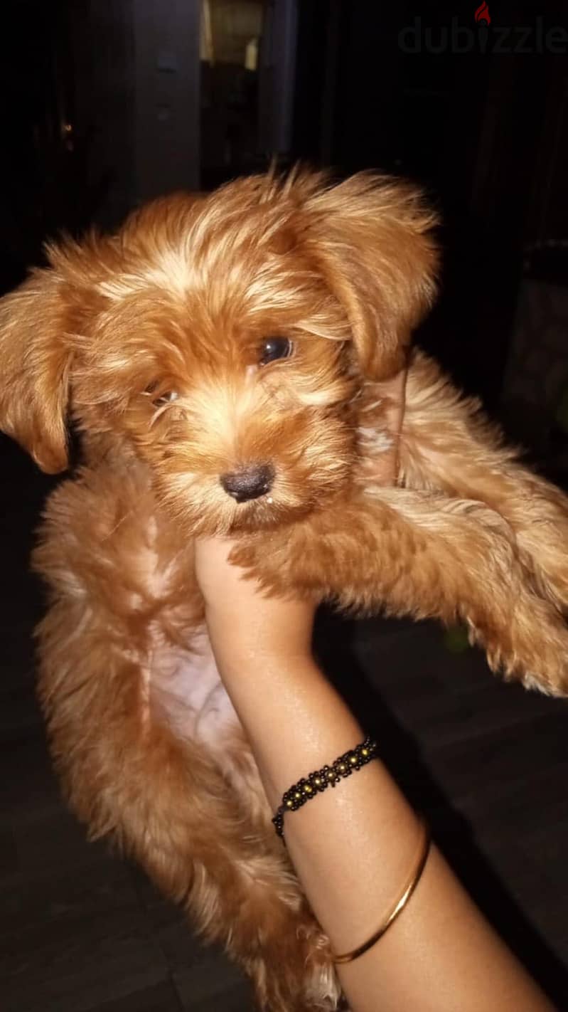 Maltipoo 12