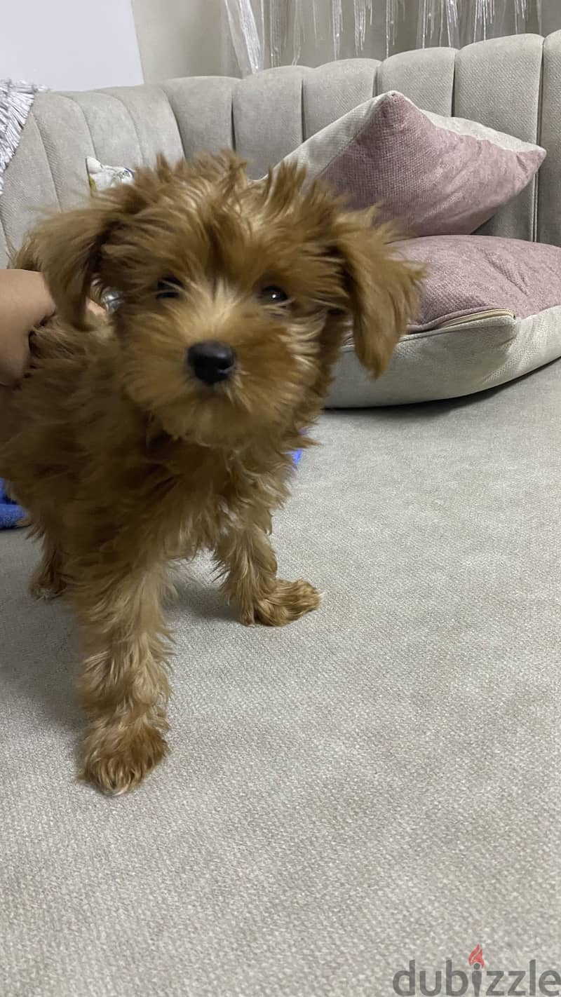 Maltipoo 13