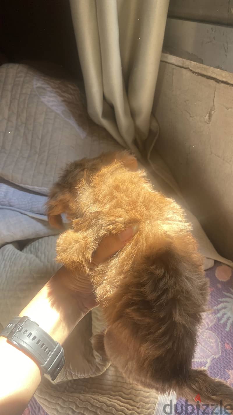Maltipoo 14