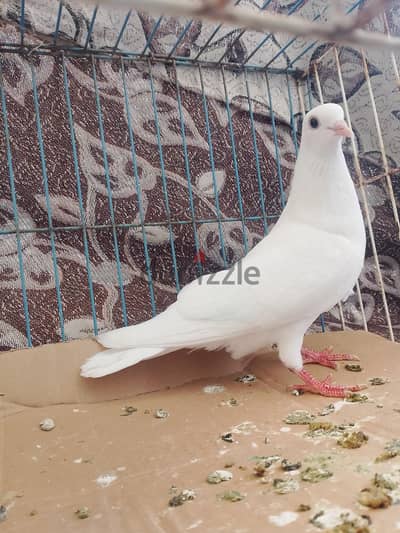 قص يمني شباب عليهم 3 مشافوش جو