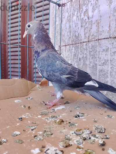 زغلولين يمني مستوي جميل مشافوش جو