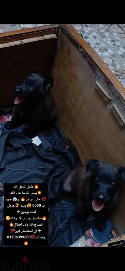 حاولت الحق