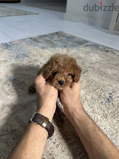 Poodle toypoodle بودل