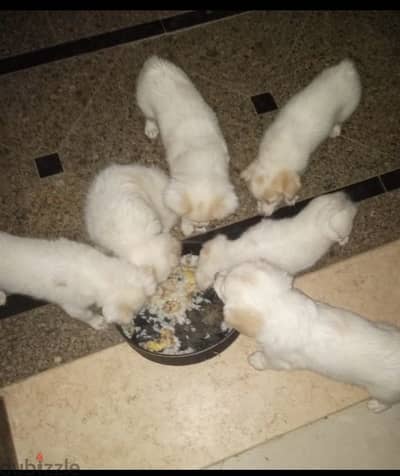 Free Puppies for Adoption