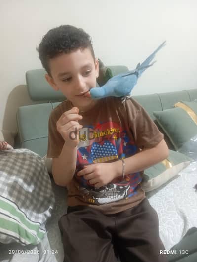 دره بلو عمر يست شهور ونص هادئه وبتحب ألعب
