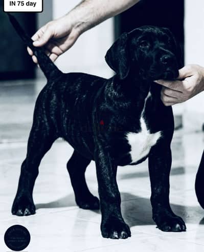 PRESA CANARIO برسيا كناريو