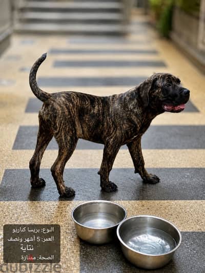 Presa Canario Puppy