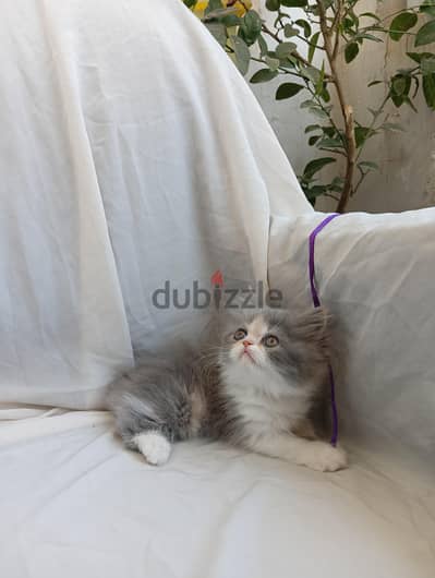 بيرشن فان بلو