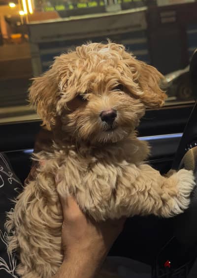 Male Maltipoo puppy 75 days old