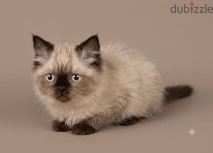 For Adoption