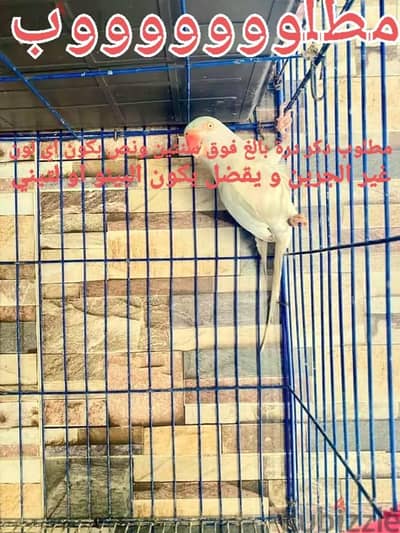 مطلوب دكر درة  يكون سنتين ونص