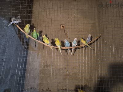 مجموعة شباب رينبو واسترالي
