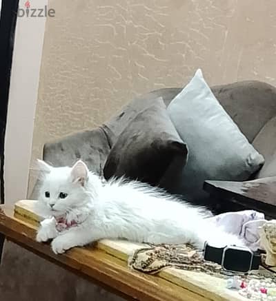احمدد