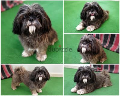 Shih Tzu dog