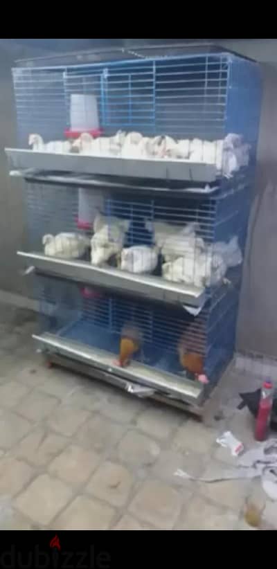 بطارية دواجن سلك