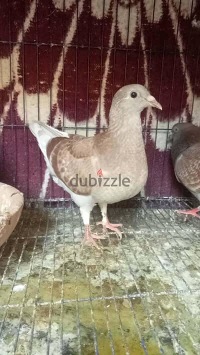 جوز فاكك اتنين فيصل