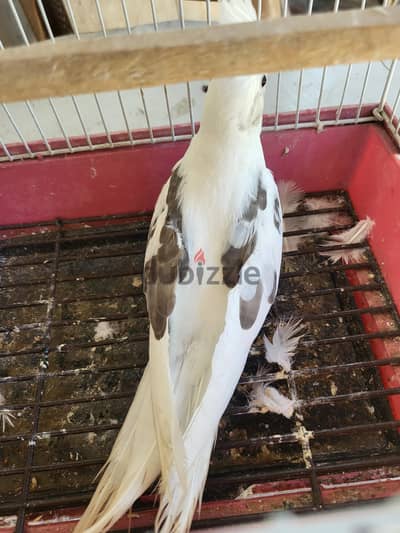 جوز فرنساوى شباب