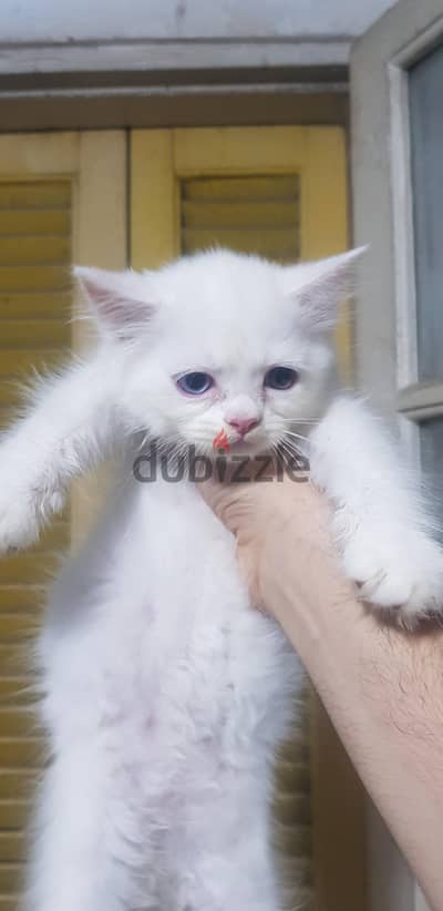 للبيع قط شيرازي.