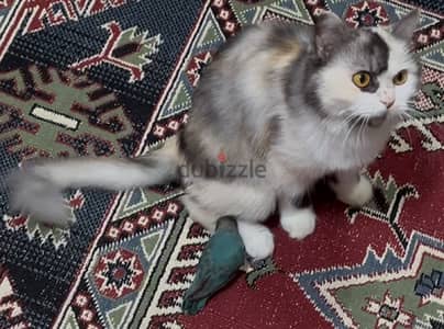 بشروط التبني