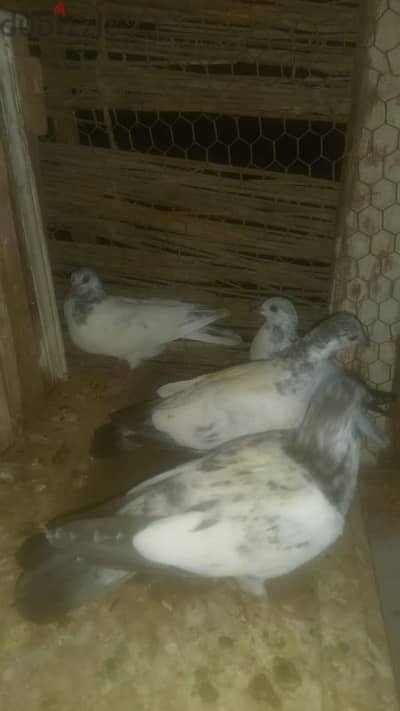 حمام باكستاني