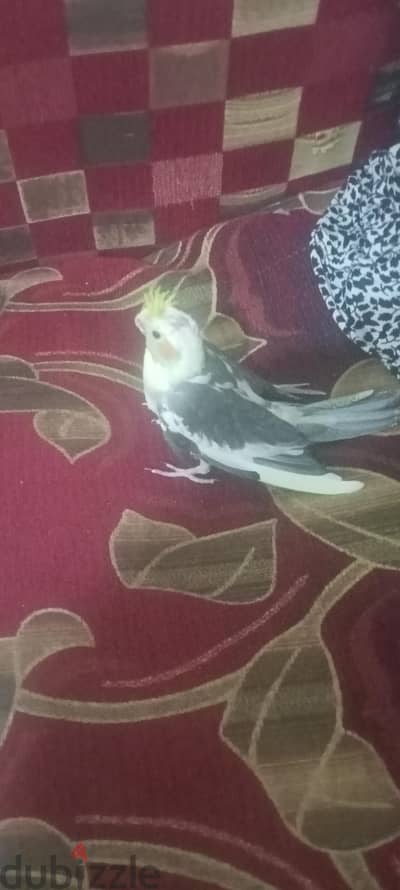 للبيع قص شبابات استرالى و عصفور كوكتيل 3 شهور