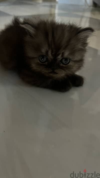 Chocolate Persian Kitten | Healthy & Playful