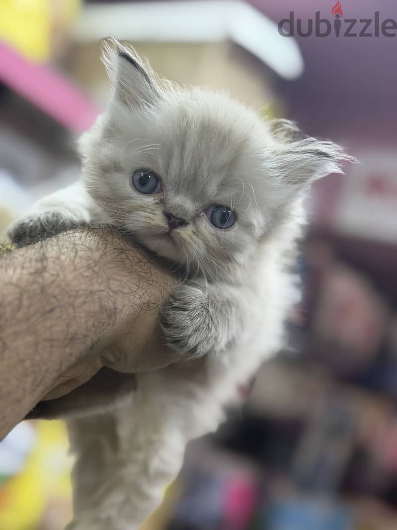 Simba pets 2