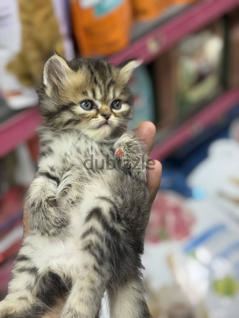 Simba pets 3