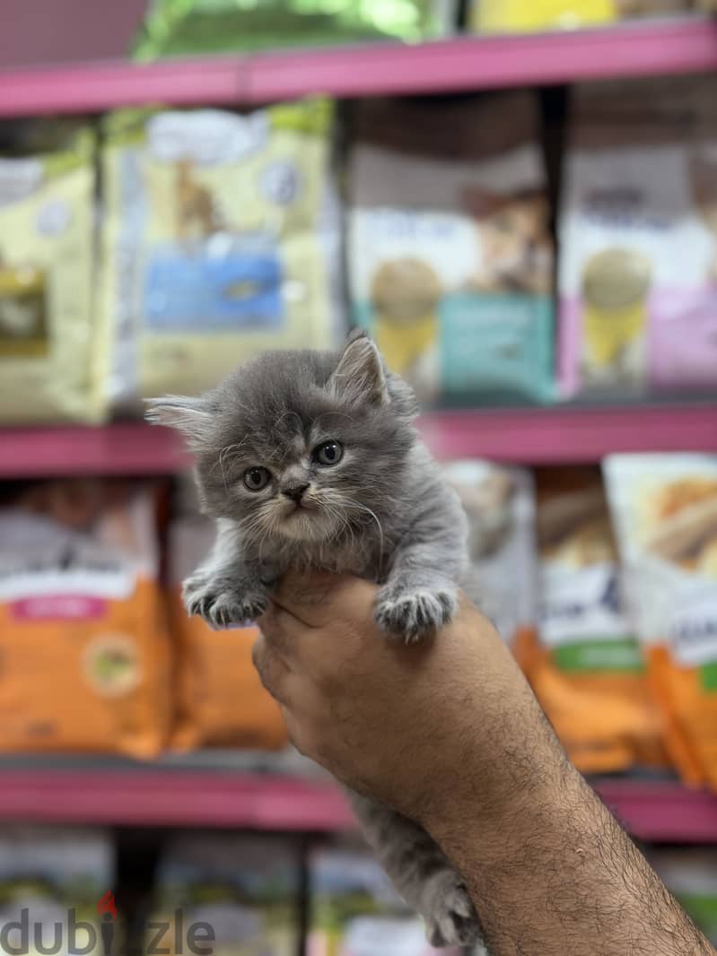 Simba pets 4