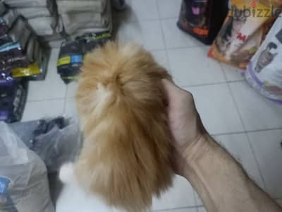 قطط شيرازي بيور