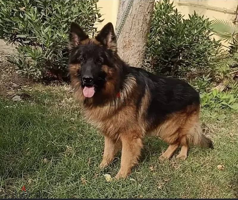 (بحر) ابن زيوس 2