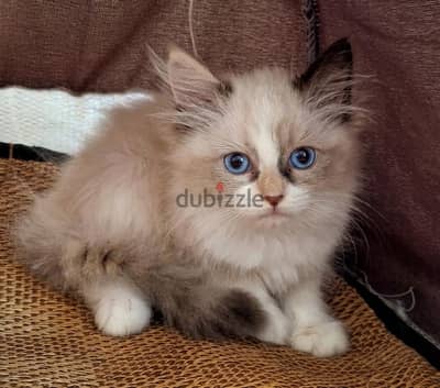 Ragdoll kitten
