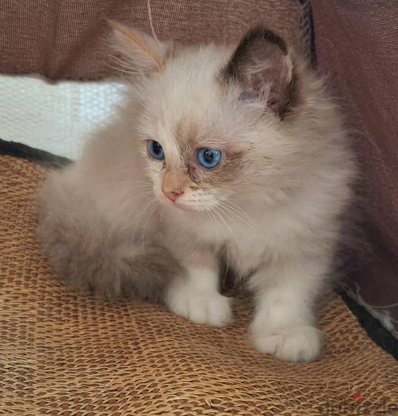 Ragdoll kitten 1