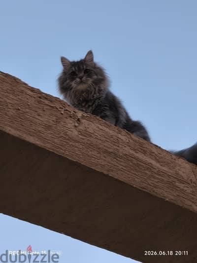 قط شيرازي  مع جميع ملحقاته  cat
