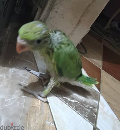 زغلول دره هندي