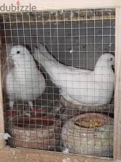 حمام لاحم فرنساوي