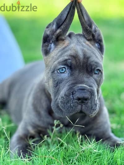 Cane Corso Puppy / جراوي كين كورسو