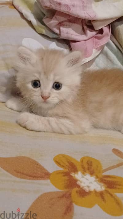 قطط شيرازي بيور