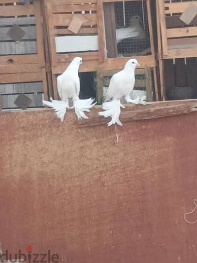 حمام شقلباظ