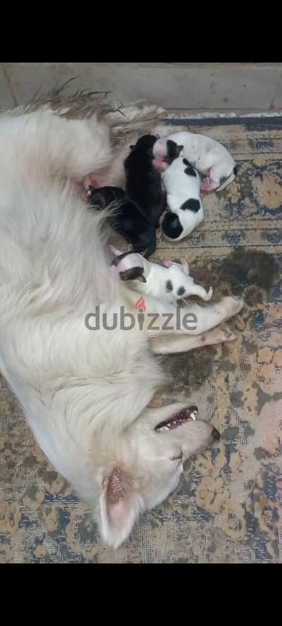 للبيع نتايه لولو فرنساوي مخلفه  خمسه من دكر شيتزو موجود فيديو