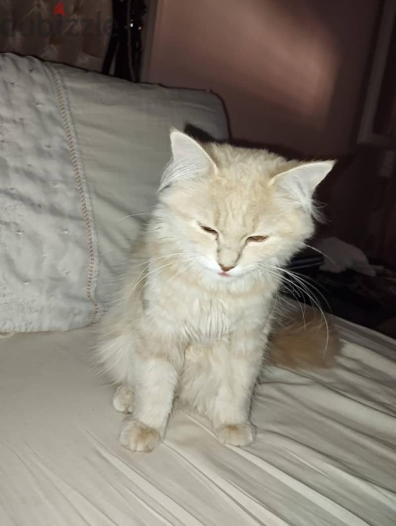 cat for adorable 1