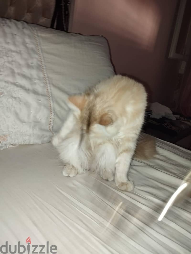 cat for adorable 2