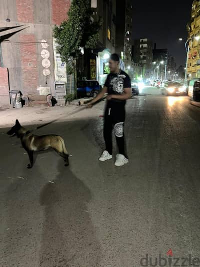 كلب مالينو نتاية للزواج
