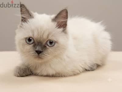 For Adoption