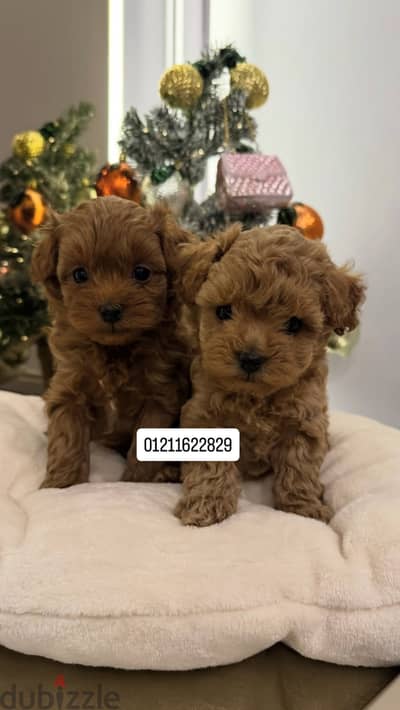 Poodle x maltipoo puppies مالتيبو