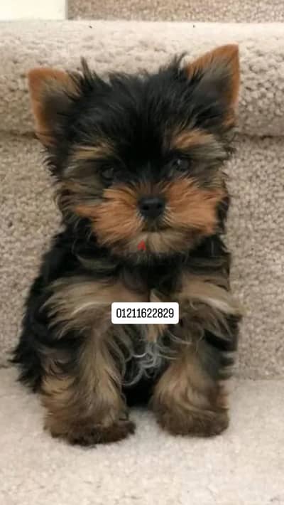 Top quality yorkshire puppies يوركشاير